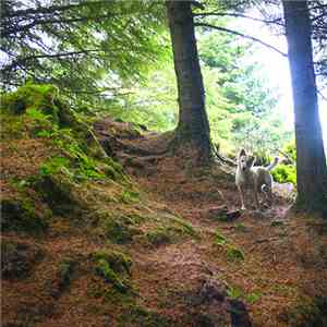 Chewing On Tinfoil - Marrowbone Lane download mp3 flac