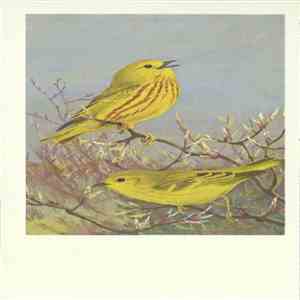 No Artist - Yellow Warbler download mp3 flac